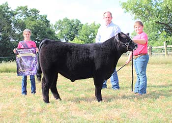 Grand Champion Steer